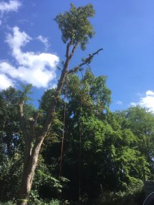 Oben im Baum